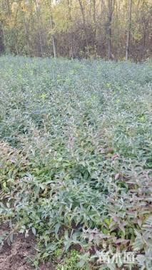 高度60厘米连翘