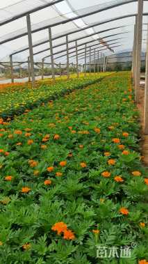 高度18厘米孔雀草