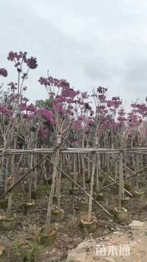 5公分紫花风铃木