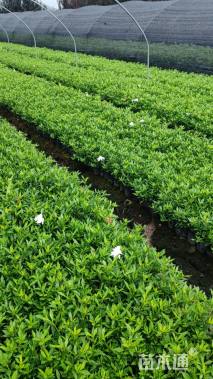 高度25厘米小叶栀子