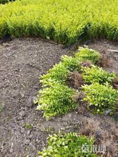 高度35厘米春鹃