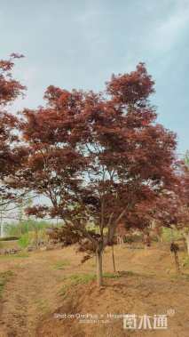 12公分日本红枫