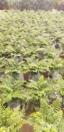 高度30厘米吉姆蕨