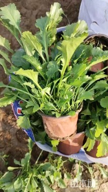 高度20厘米大滨菊