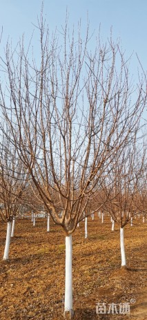 12公分北美海棠