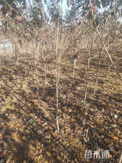 高度100厘米樱花小苗