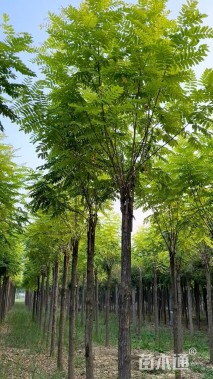 12公分嫁接香花槐