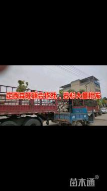 高度655厘米云杉