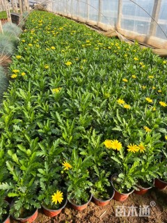 高度40厘米木春菊