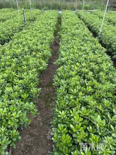 高度35厘米海桐