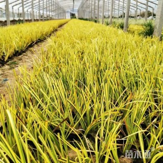 高度20厘米金叶石菖蒲