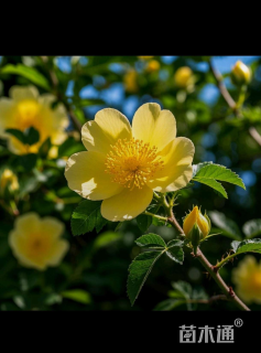 高度100厘米黄刺玫