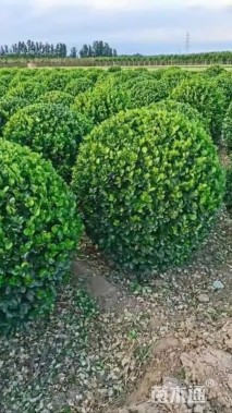 冠幅120厘米大叶黄杨球