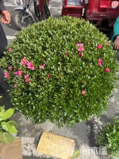 高度80厘米夏鹃