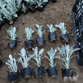 高度16厘米银叶菊