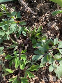 高度15厘米桧林毛茛