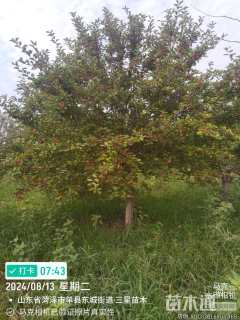 10公分亚当海棠