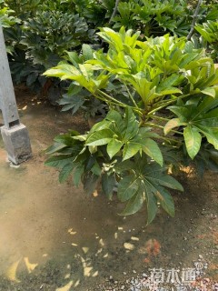 高度70厘米八角金盘