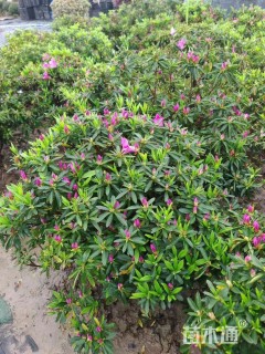 冠幅80厘米毛鹃球