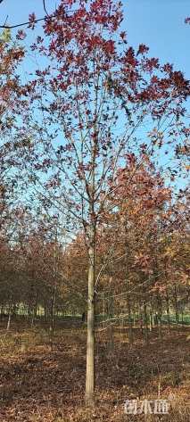 23公分北美红栎