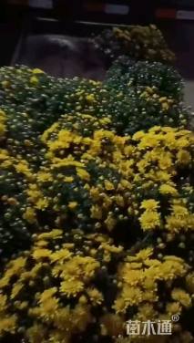 高度30厘米球菊