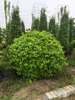 100厘米风车茉莉