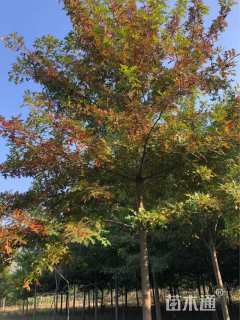 10公分北美红栎