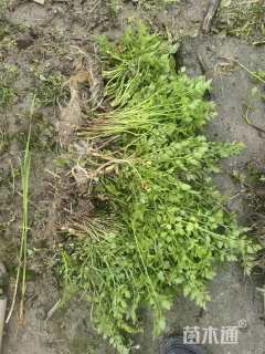 高度18厘米水蕨
