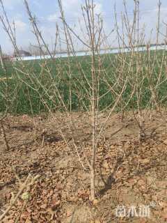 高度150厘米中华木绣球