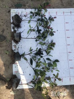 0.2公分红叶石楠