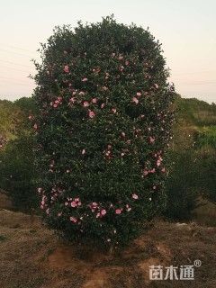 高度250厘米茶梅柱