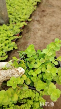 高度10厘米金叶过路黄