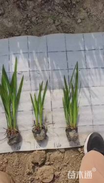 高度25厘米火星花