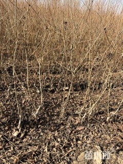 高度50厘米金叶榆小苗