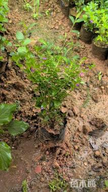 高度20厘米细叶萼距花