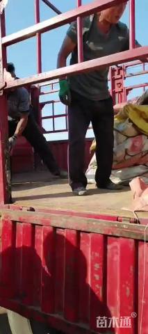 高度45厘米海桐