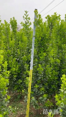 高度188厘米北海道黄杨