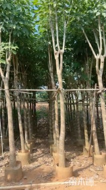 12公分小叶榄仁