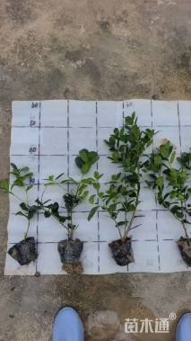 高度25厘米无刺枸骨小苗