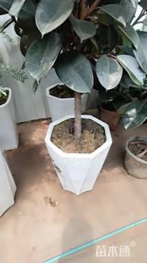 高度90厘米黑金刚橡皮树