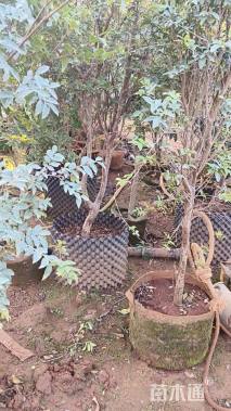 高度260厘米嘉宝果