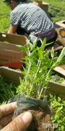 高度10厘米千屈菜