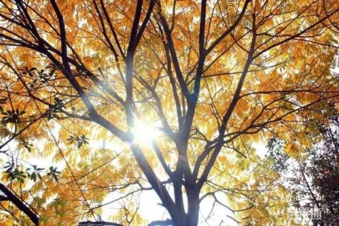 60公分丛生乌桕