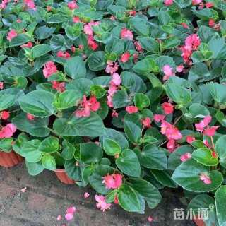 高度10厘米铁海棠