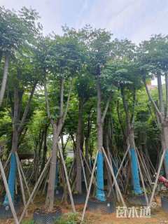 18公分黄山栾树