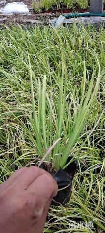 20厘米金叶石菖蒲