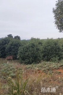 35公分(3杆)丛生杨梅