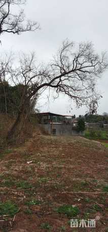 25公分造型乌桕