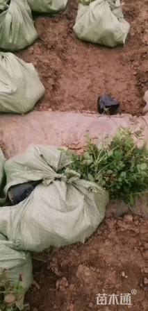 高度50厘米月季小苗