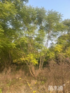 15公分(4杆)丛生蓝花楹